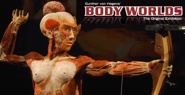 New Body Worlds Vital Exhibition opens this March in Johannesburg