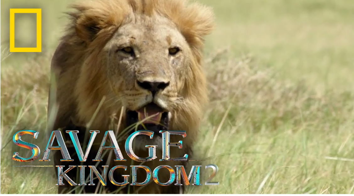 Savage Kingdom 2