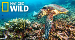 World Ocean Day on Nat Geo Wild