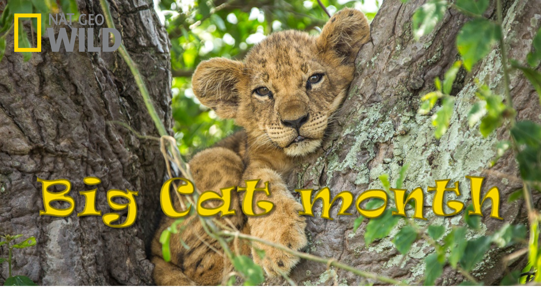 Nat Geo’s Big Cat Month