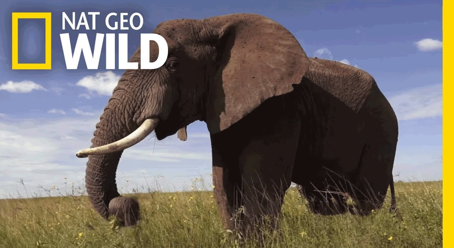 World Elephant Day – Nat Geo Wild