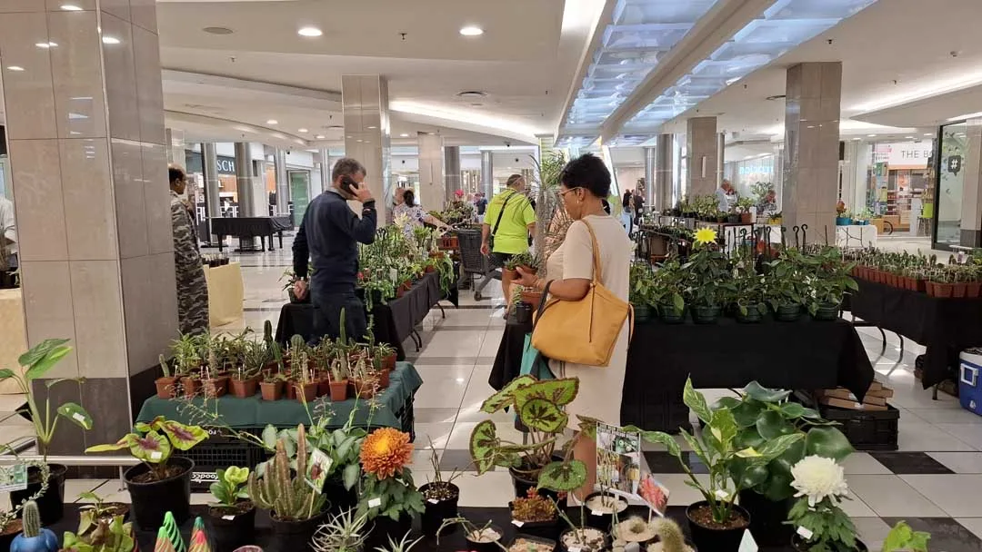 Succulent Show Bedford 2026