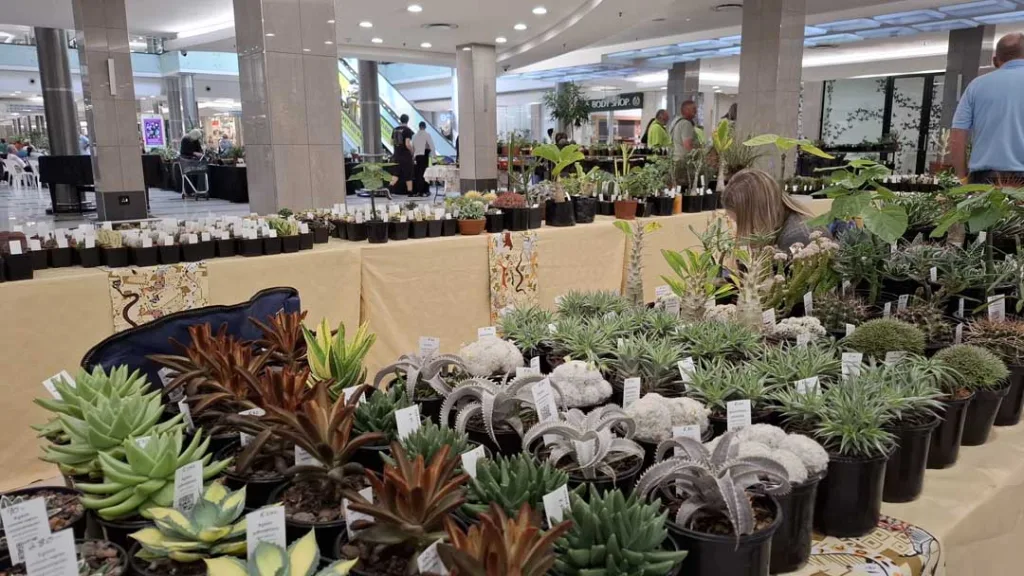 The Succulent Show Returns to Bedford in 2026 Succulent Show Bedford 2026