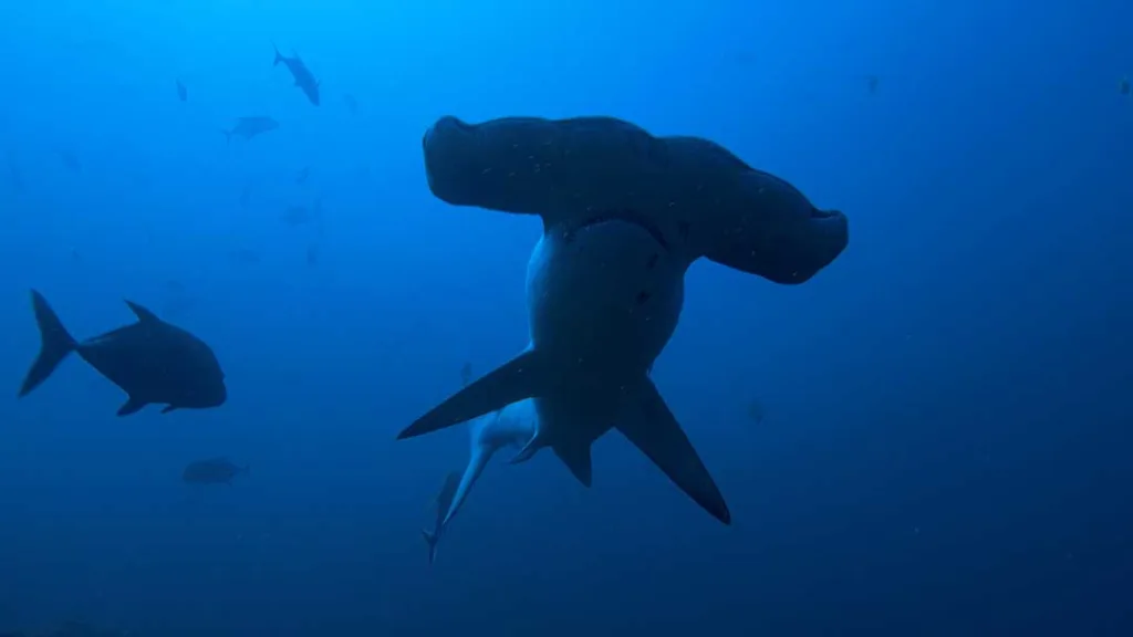National Geographic SharkFest 2026