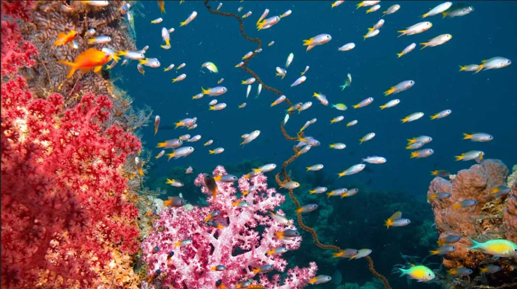 National Geographic Wild goes Beneath the Waves this World Oceans Day National Geographic Wild Beneath the Waves