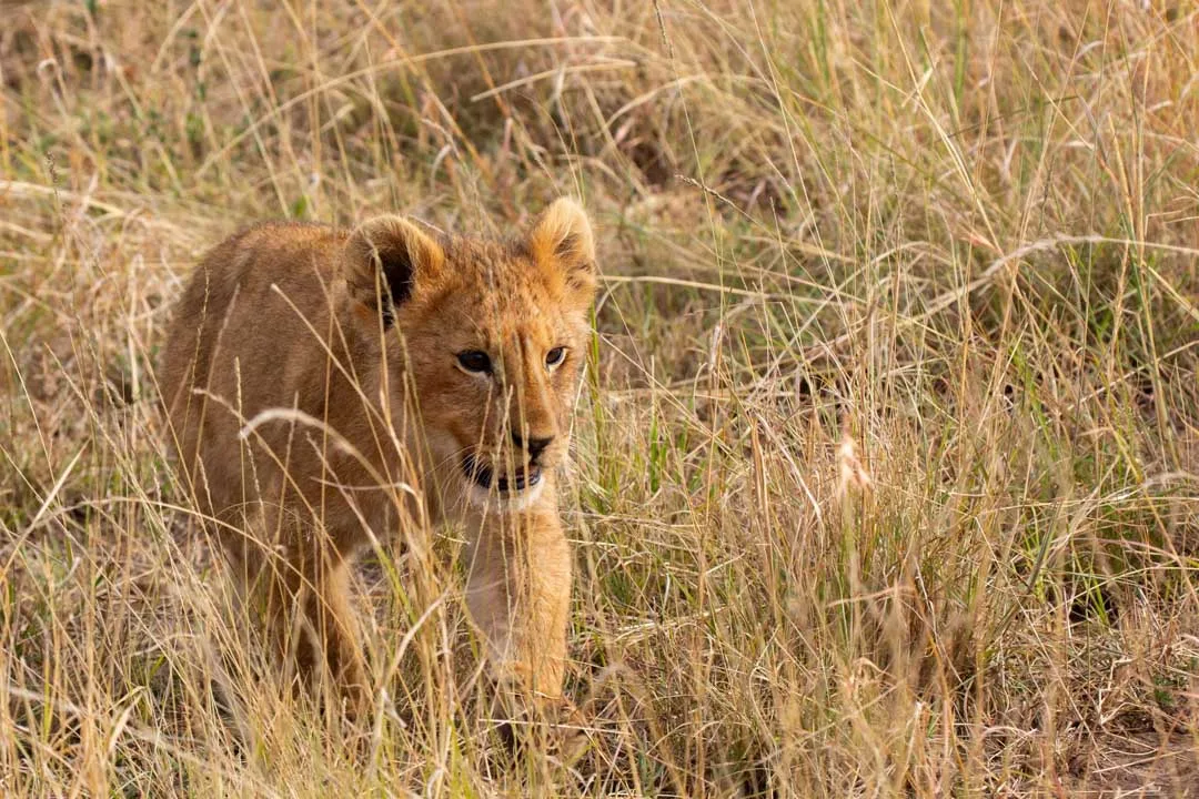National Geographic LION