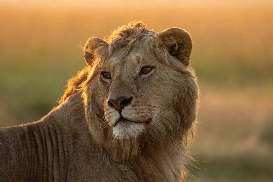 National Geographic LION